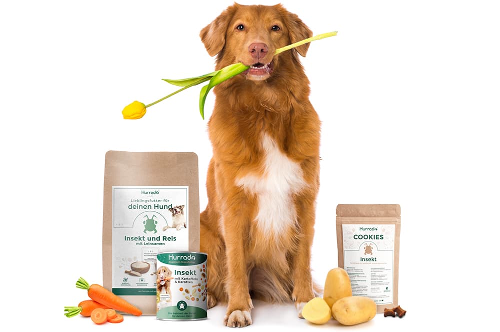 Hundefutterdose – Die 15 besten Produkte im Vergleich - HundeINFOPortal