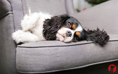 Arthrose, wenn Gelenke bei Hunden schmerzen!