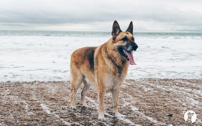 Bandscheibenvorfall beim Hund - Symptome und Behandlung