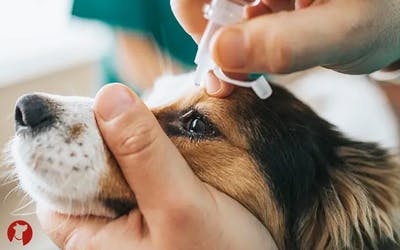 Bindehautentzündung beim Hund - Was kann ich tun?