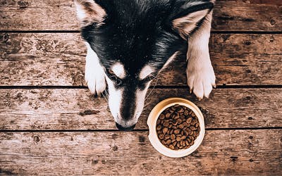 Die richtige Futtermenge | Wie viel braucht mein Hund zu fressen?