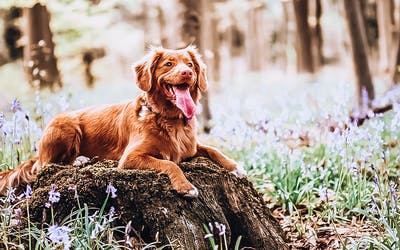 Hüftgelenksdysplasie beim Hund | Ursachen und Hilfe