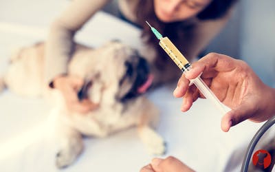 Impfung beim Hund