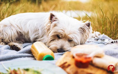 Lebensmittelvergiftung beim Hund - Erste Hilfe bei einer Vergiftung