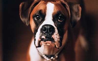 Spondylose beim Hund | Was du zur Schmerzlinderung beitragen kannst