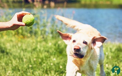 Tennisbälle - Gefahr oder Spielzeug für Hunde?